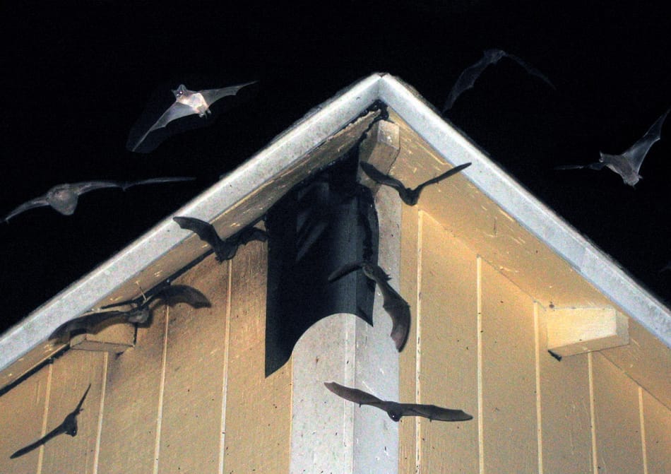 bat control arrangements