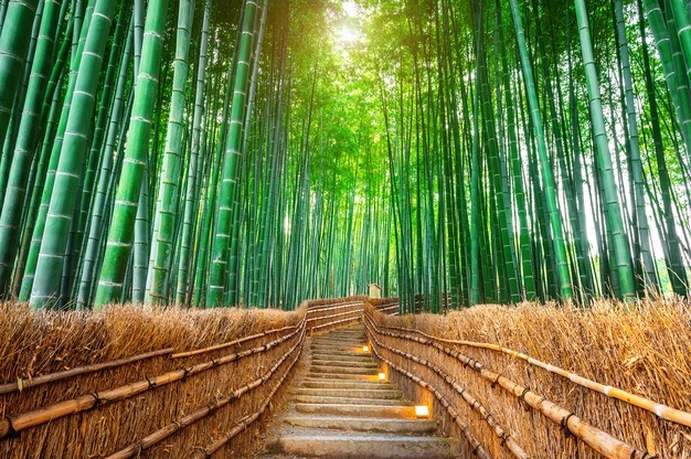 arashiyama forest